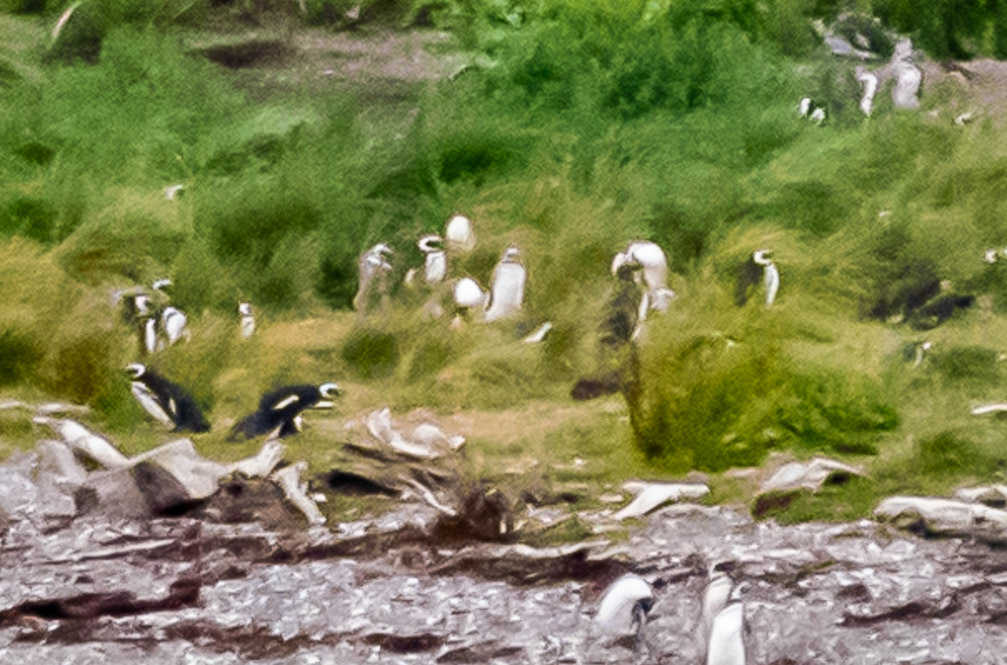 In Chile on the Beagle Channel these Magellanic Penguins were about a mile away sorry for the quality   1588