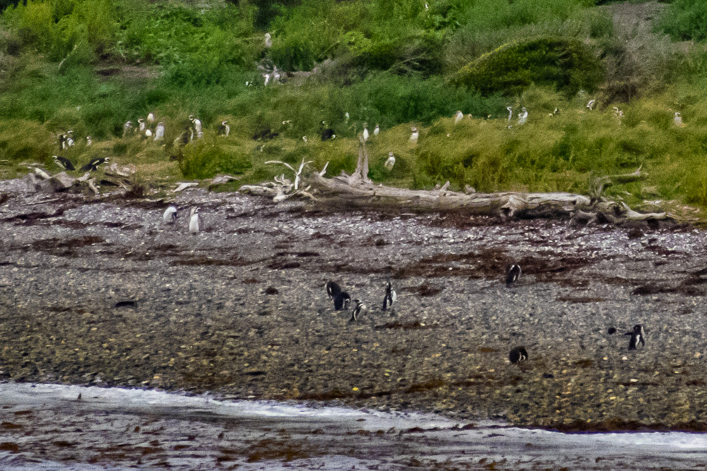 This beach in Chile on the Beagle Channel is home to many Magellanic Penguins - 1 mile away sorry for the quality   1586