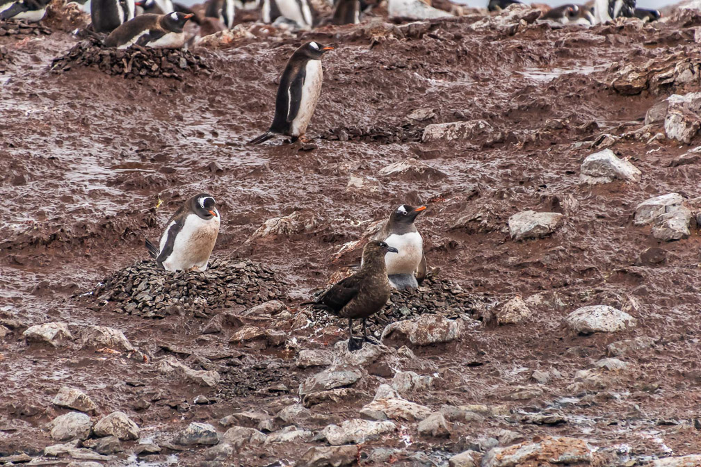 Diligent parents protect their eggs from the Brown Skua  0171