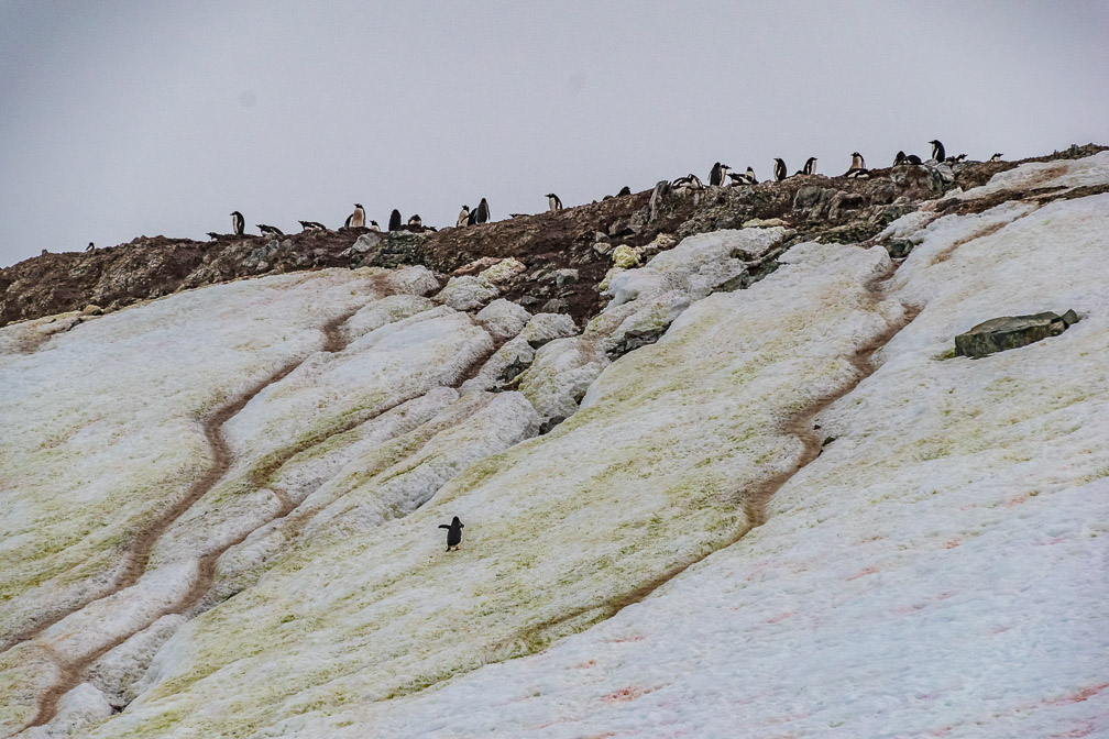 Zig Zag Penguin Highways make their way up to the Rookery    0123