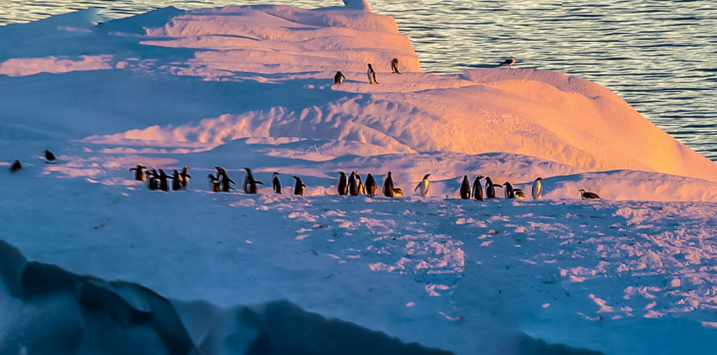 The penguins floating home bathed in the coming sunset  0659