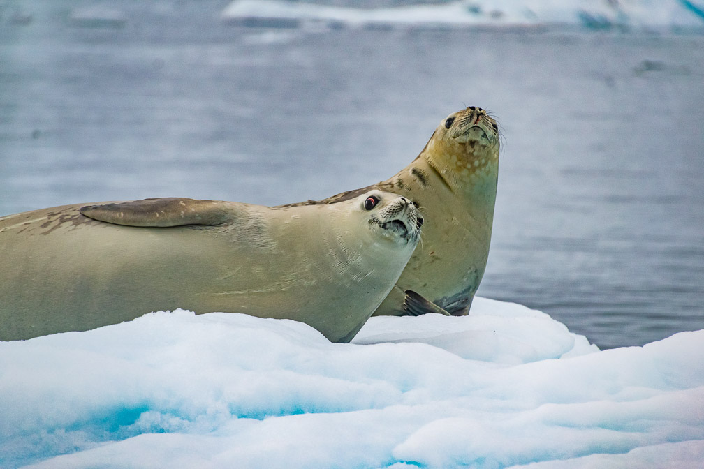 Crabeater Seals were curious about us 9628