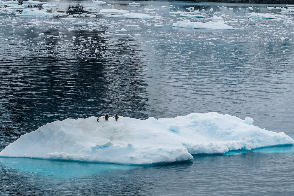 Penguins boating on an iceberg 9362