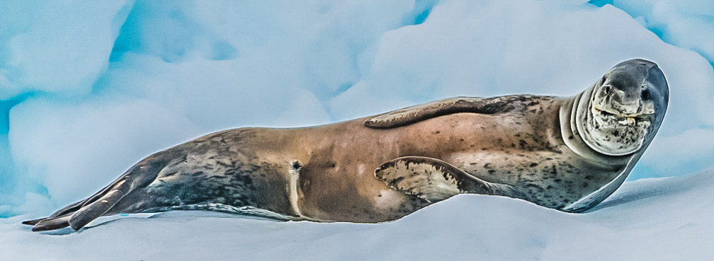 The Leopard Seal is the king of this jungle 9538
