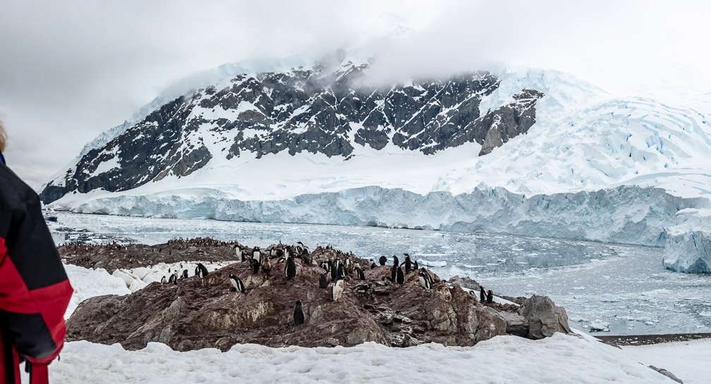 These Gentoo Penguin Rookeries are atop a high hill far from the water 9385
