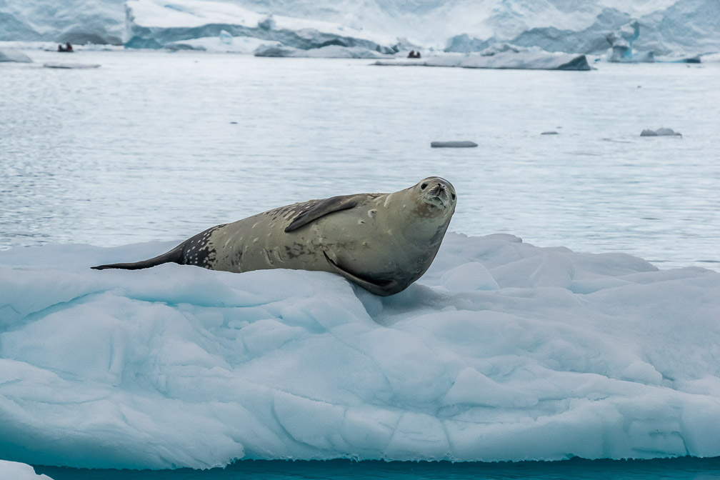 This Crabeater Seal is just chillin 9638
