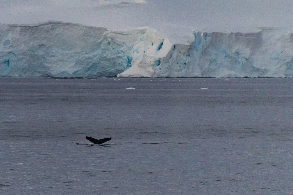 First whales on the Drake Passage 8875