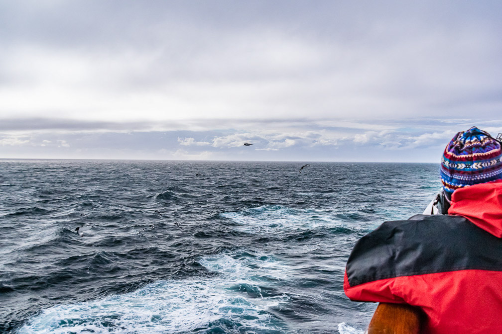 Seabirds abound on the Drake Passage 8645