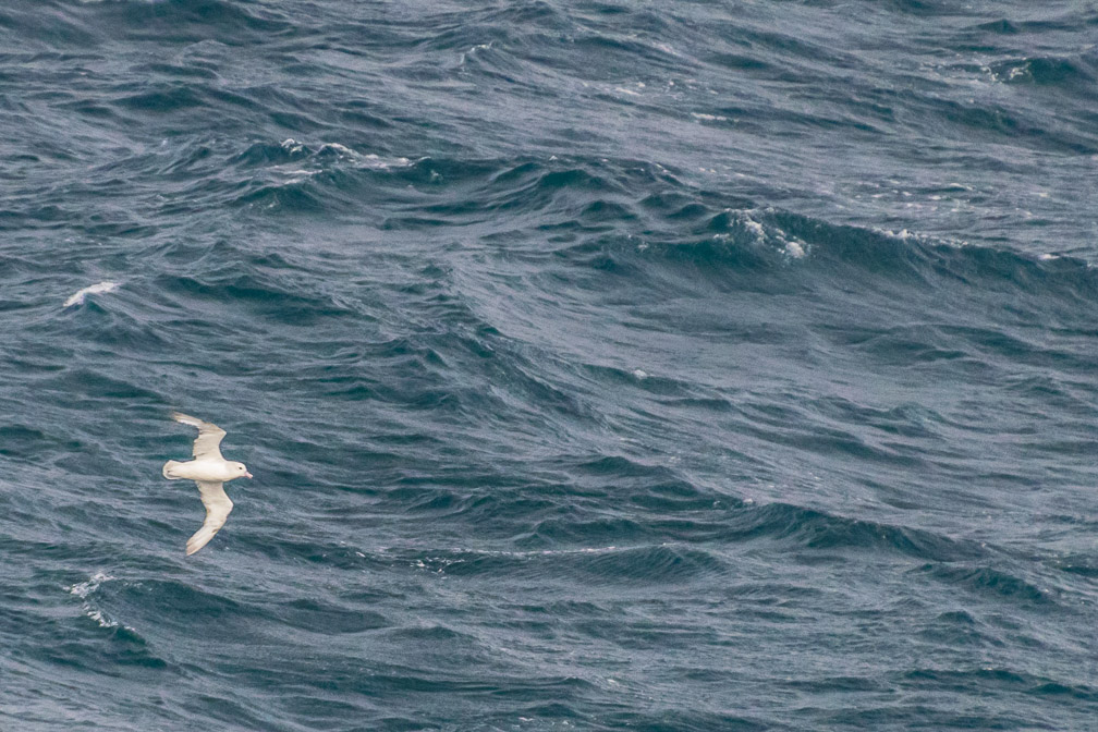Seabirds abound on the Drake Passage 8706