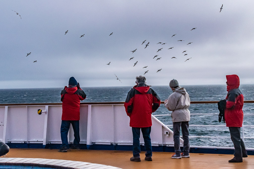 Seabirds abound on the Drake Passage 8713