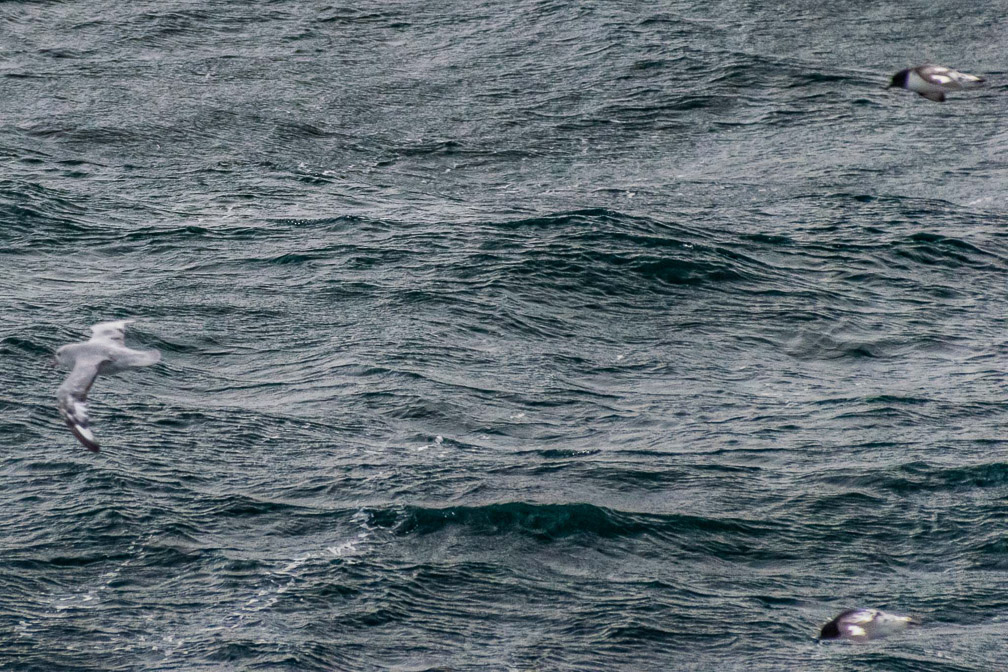 Seabirds on the Drake Passage 8753