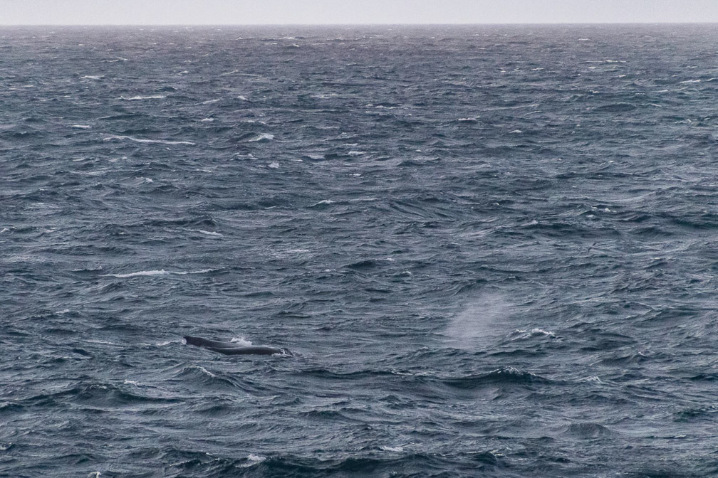 Whales alonside on the Drake Passage 8725