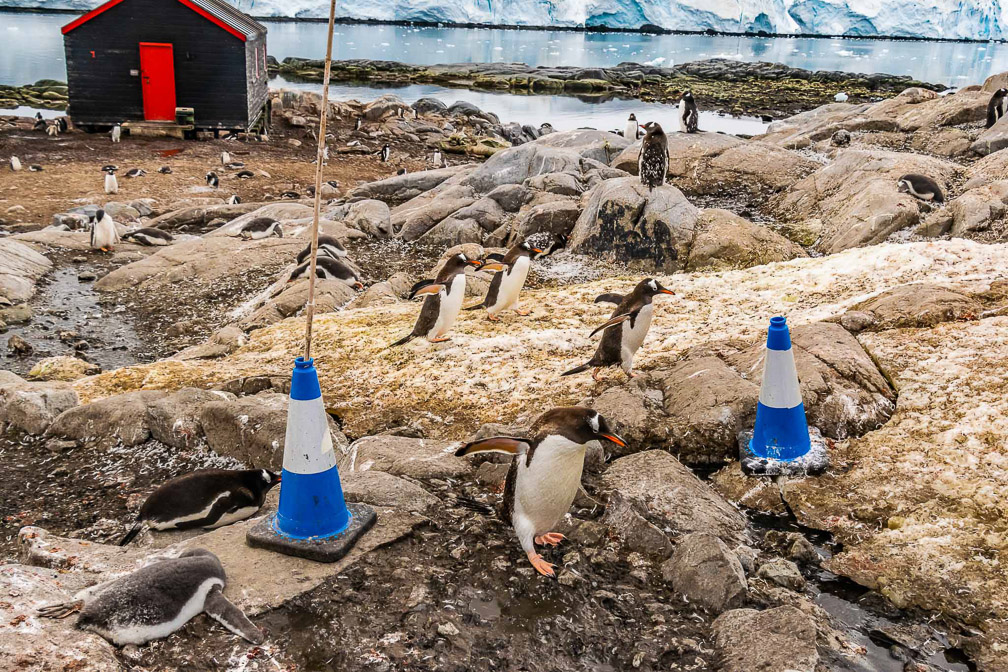 These Gentoo share the island with Port Lockroy Station - and seem to be always on the move _