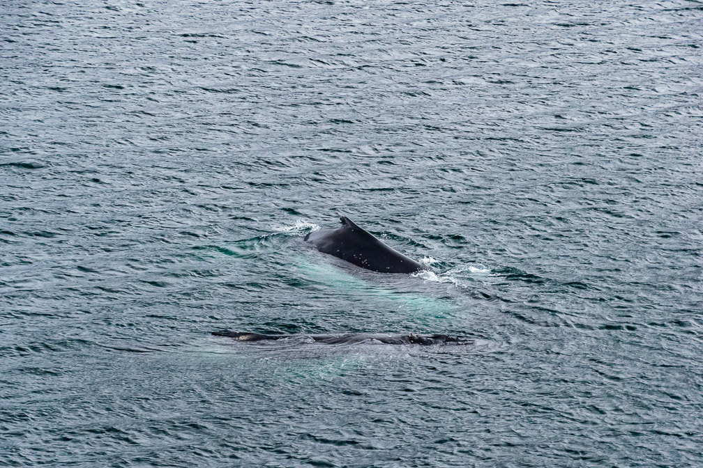 Humpbacks alongside the Ocean Diamond  0054