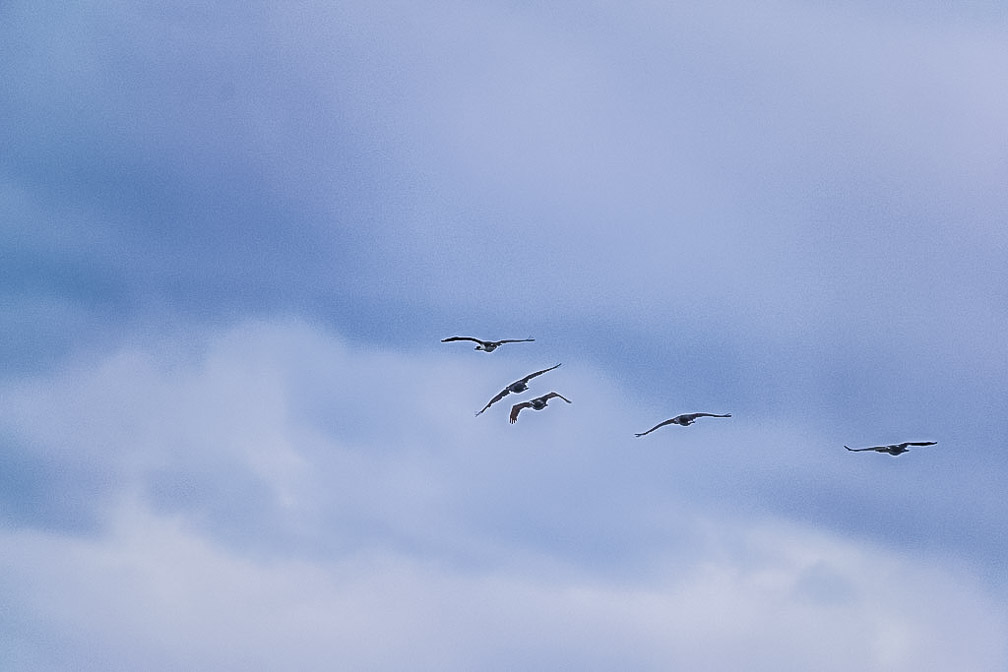 Comorant overflight   1648