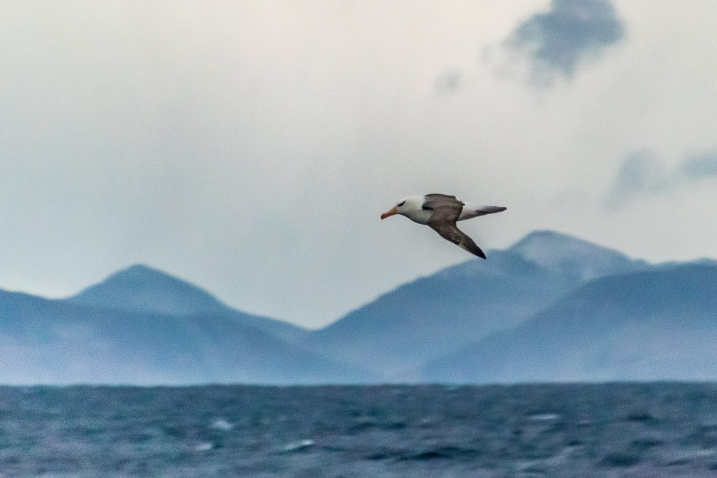 Our last Black Browed Albatross    1337