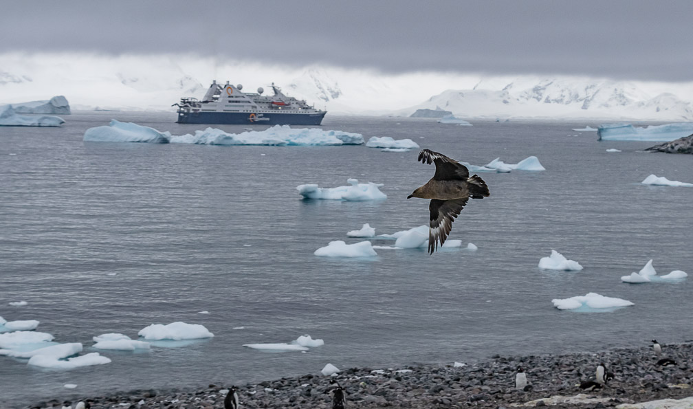 Another Skua looking for unguarded eggs  9031