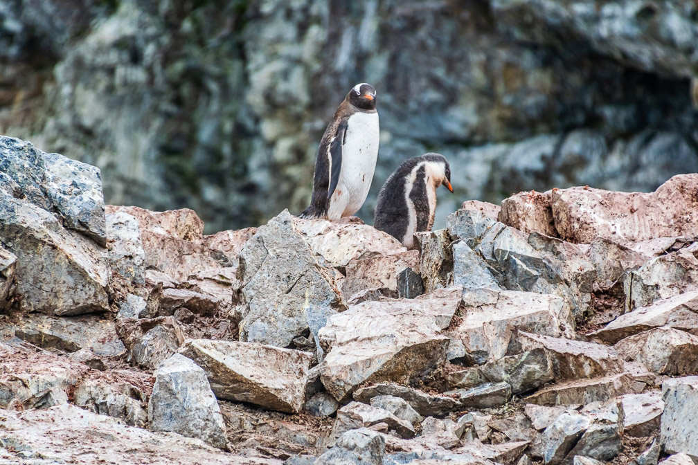 Dont come any closer to my baby  9117