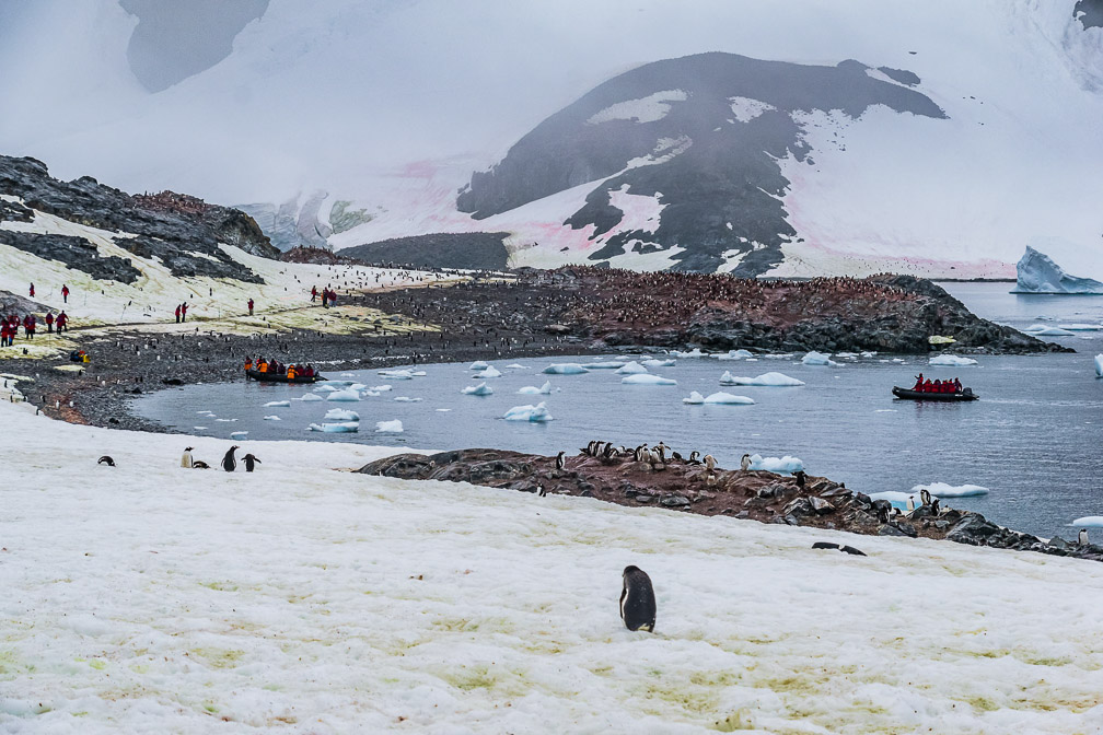 More Red Penguins arriving  9126