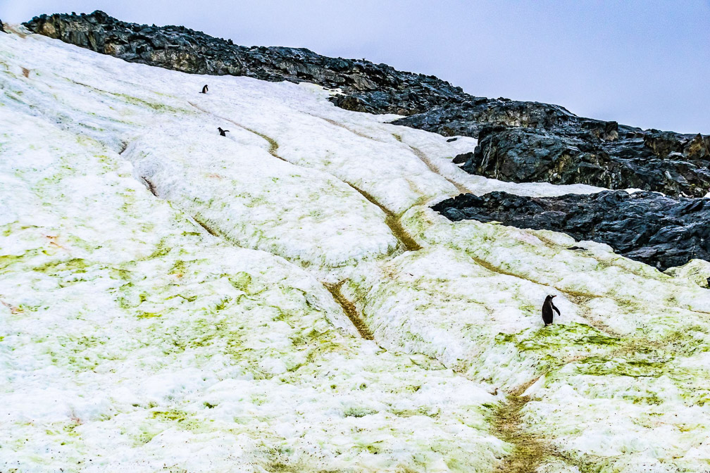 Up and Down the Penguin Highways 9007
