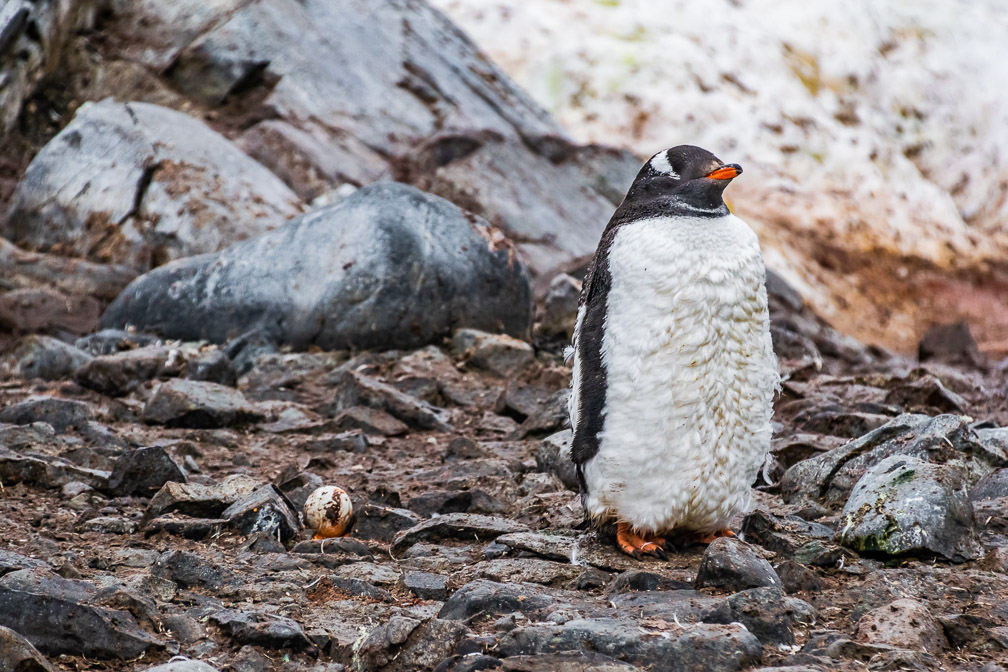 Was I supposed to be guarding this egg  9123