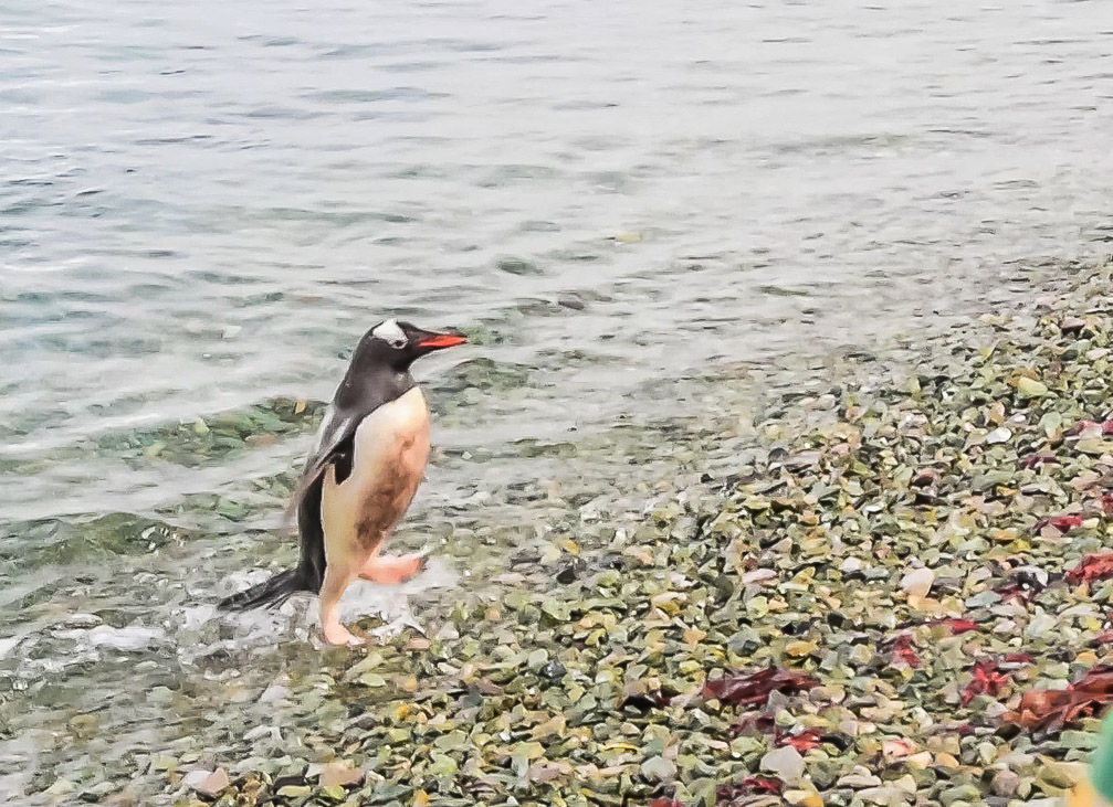 Gentoo coming up from the Polar Plunge  0222-3
