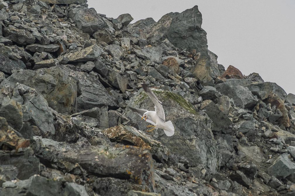 Kelp Gull coming in to the nest  0209