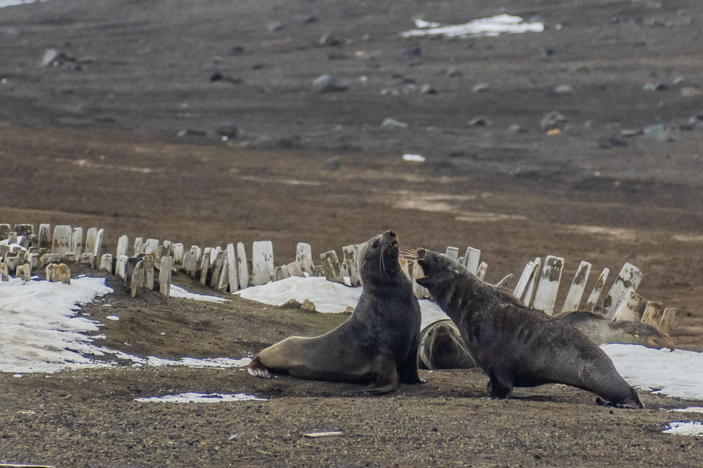 Fur seals play-fighting for our entertainment  0890