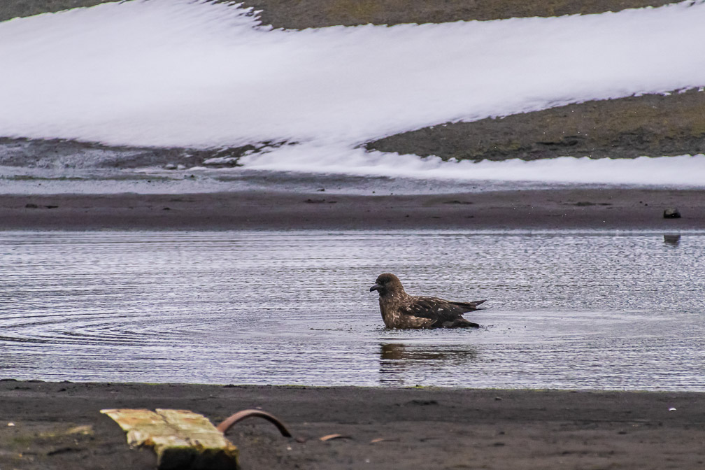 Little Brown Skua found himself a birdbath  0991