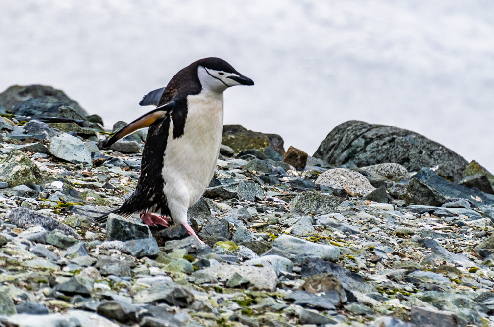 Goin down to the water   1226