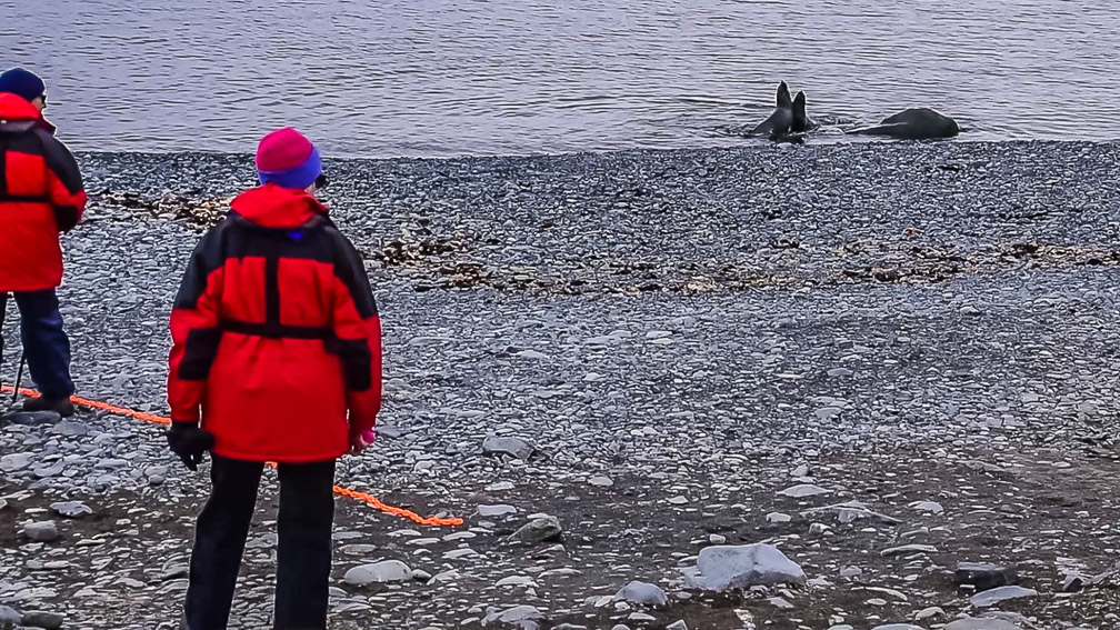 Watching Fur seals wrestling at the waters edge  1285