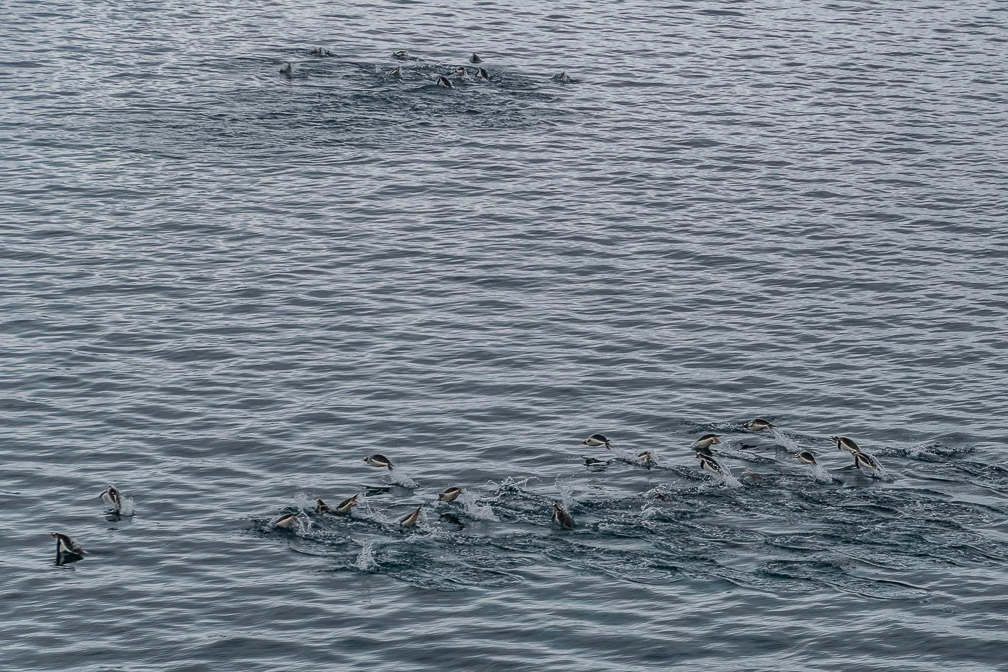 A lot of penguins 9305