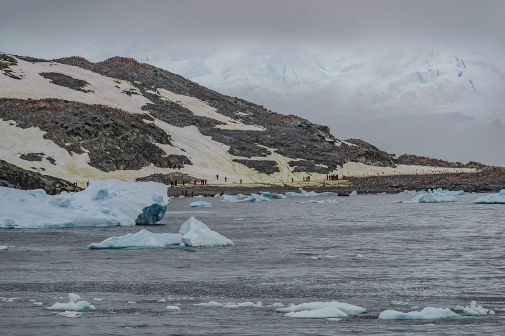 First Red Penguins are ashore 9247