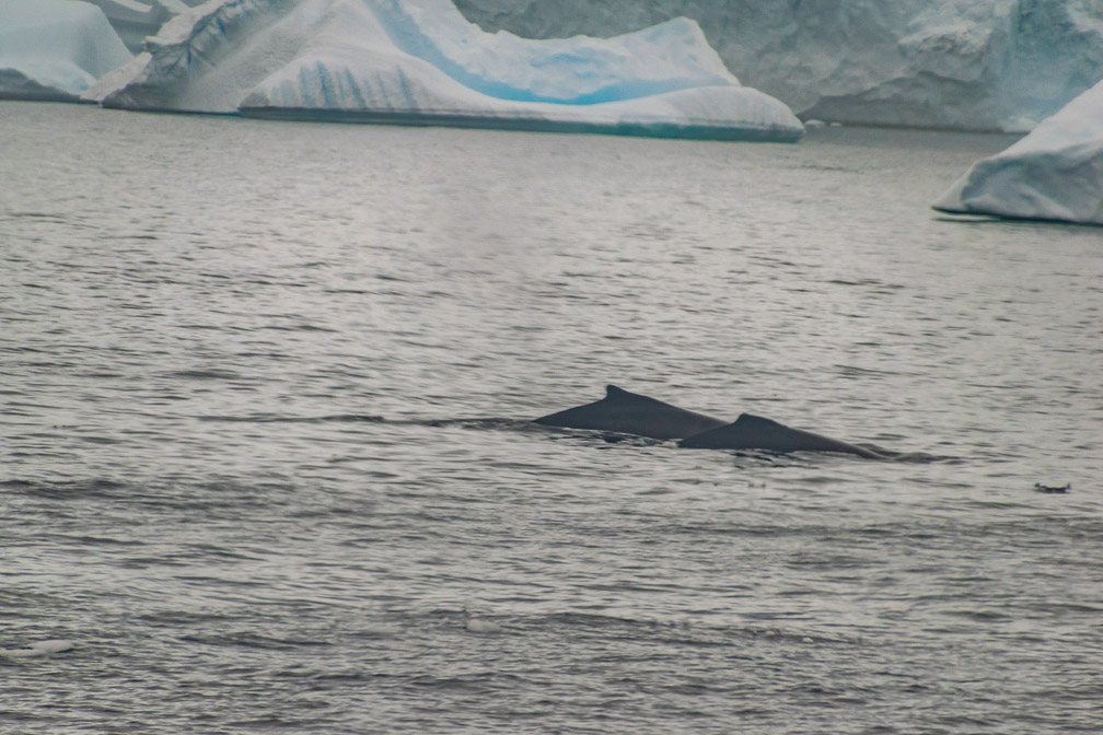 Humpbacks all around us 9129