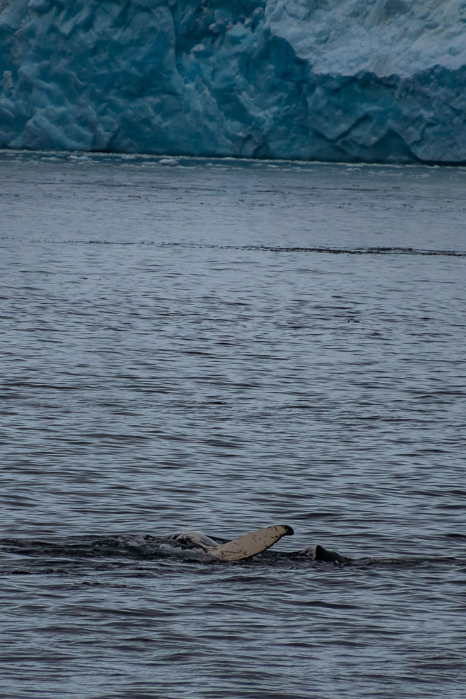 Humpbacks all around us 9144