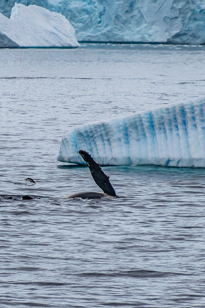 Humpbacks all around us 9161