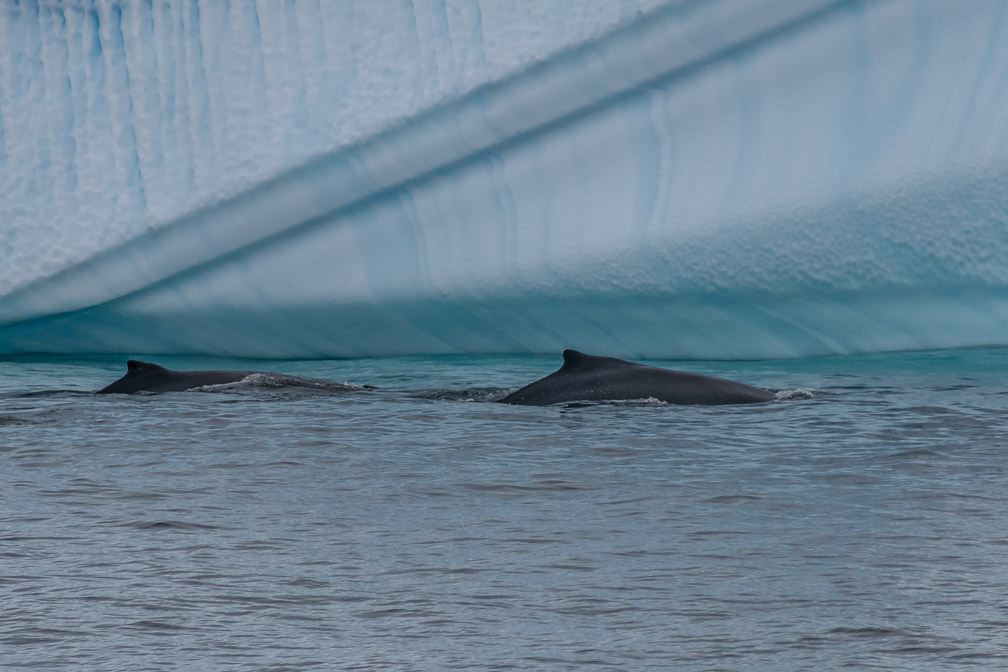 Humpbacks all around us 9176