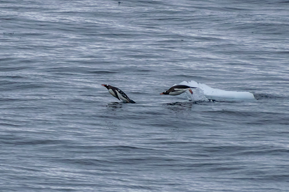 Penguins porpoising all around us 9215