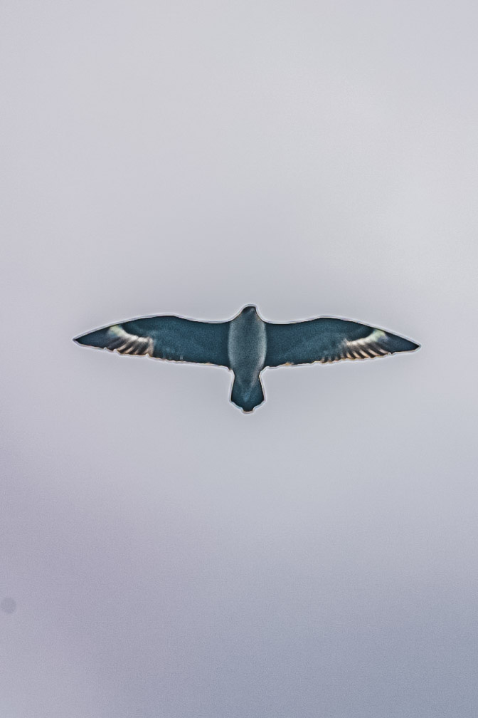 Southern Fulmar backlit in the sky  9687