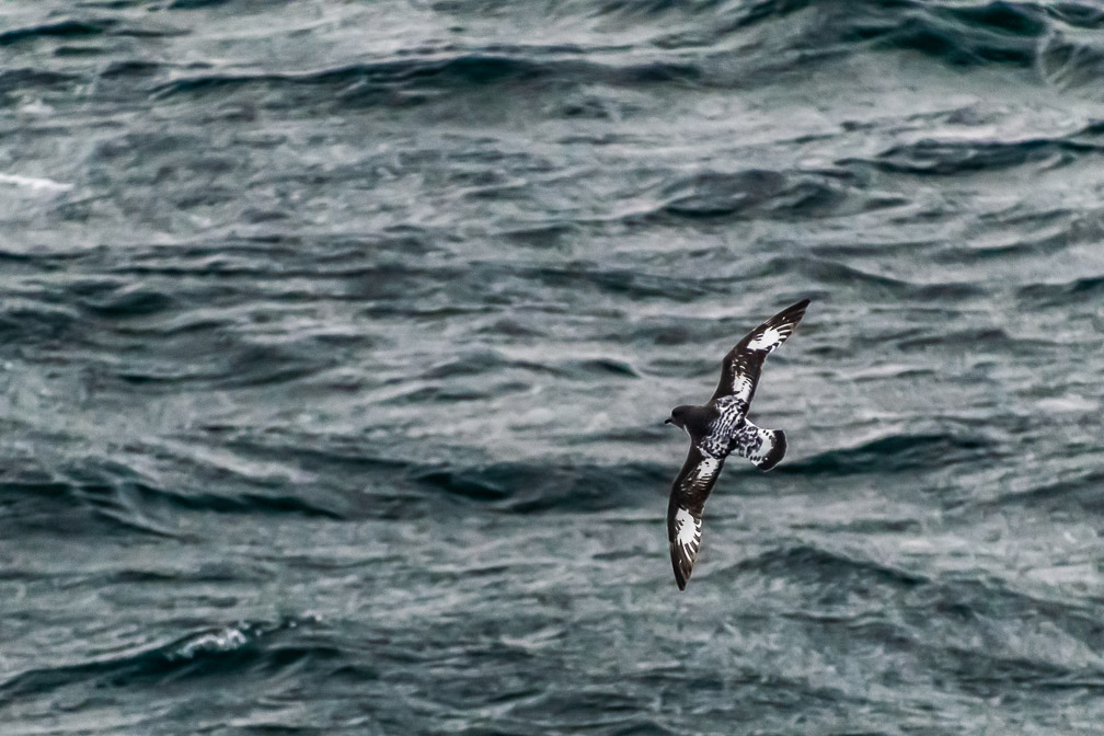 Cape Petrel on the Drake Passage 8736