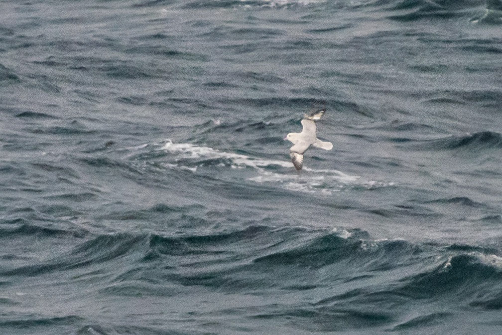 Southern Fulmar on the Drake Passage 8745