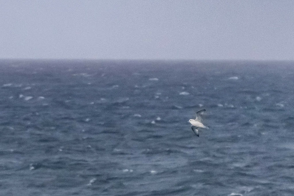 Southern Fulmar on the Drake Passage 8746