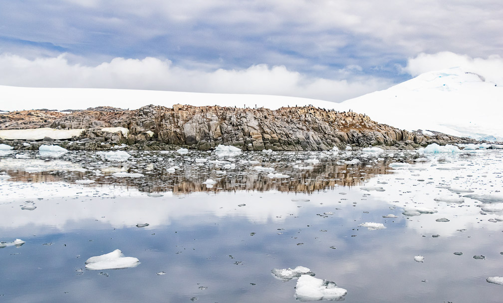 A large Rookery - reflected  0526