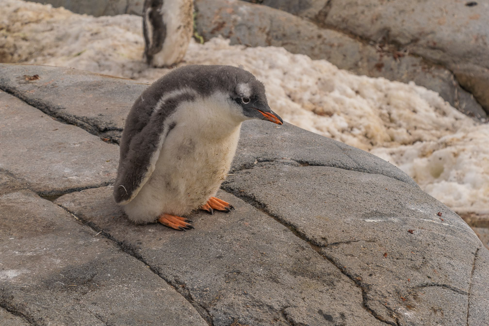 I seem to have been born with really large flippers - Hope to grow bigger than them  0343_