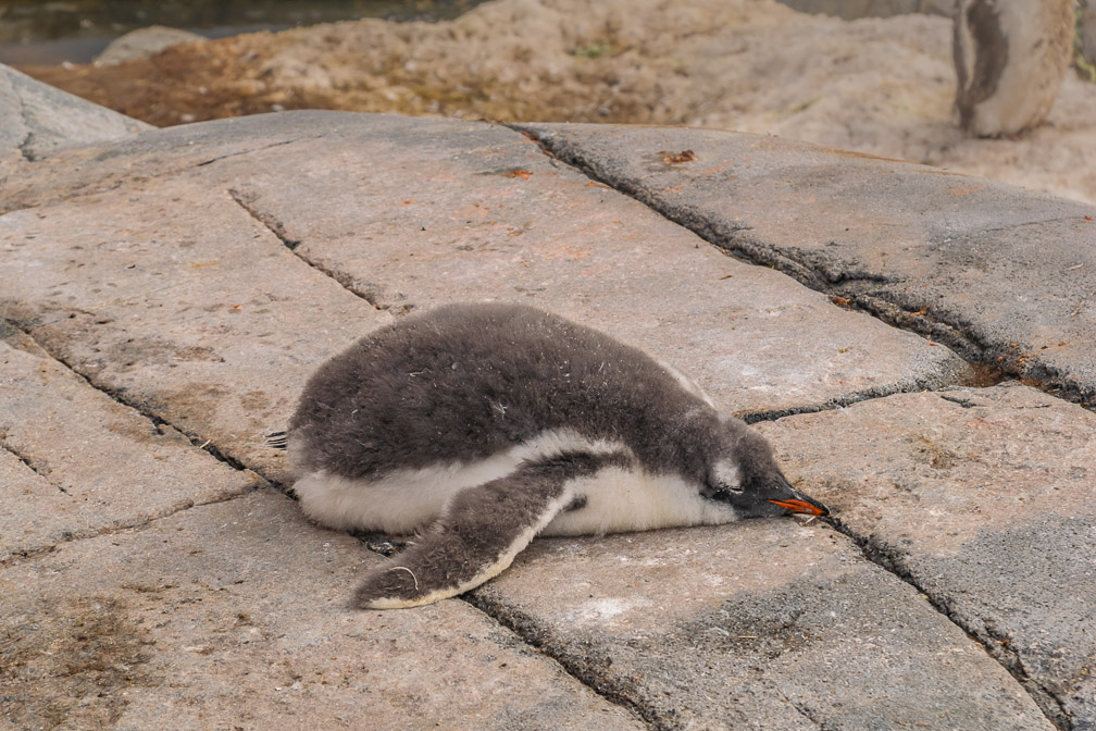 These warm stones are a great place for a nap   0342