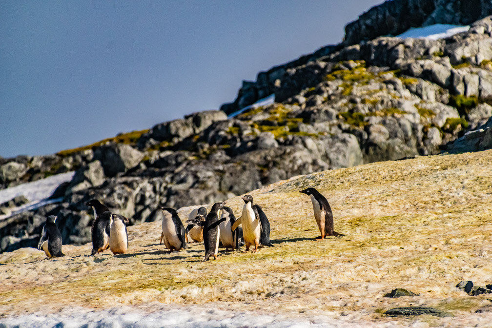 Adelie square dancing.  Do-Si-Do and Alamand Left  9898