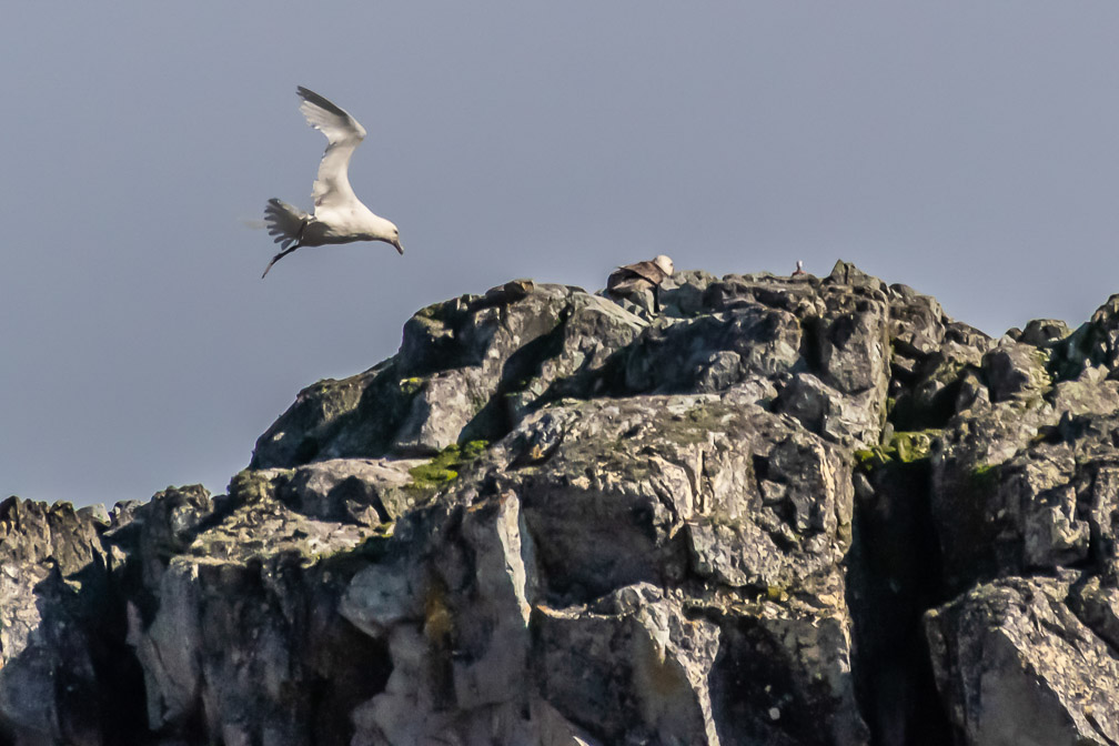 Lucy - Im Home  9906