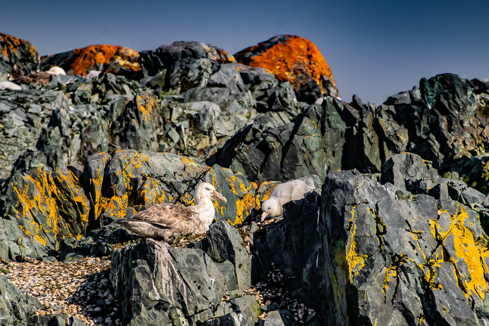 Northern Giant Petrel-Mom and Chick  9806