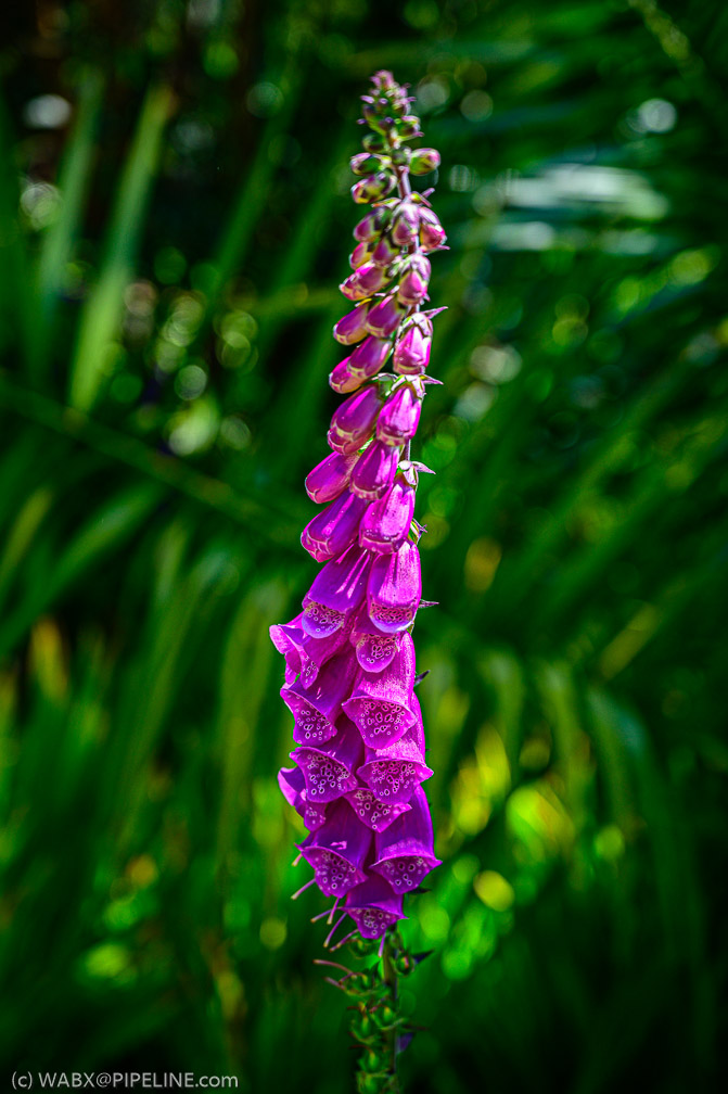 Check out the lacy detail inside each trumpet  1048