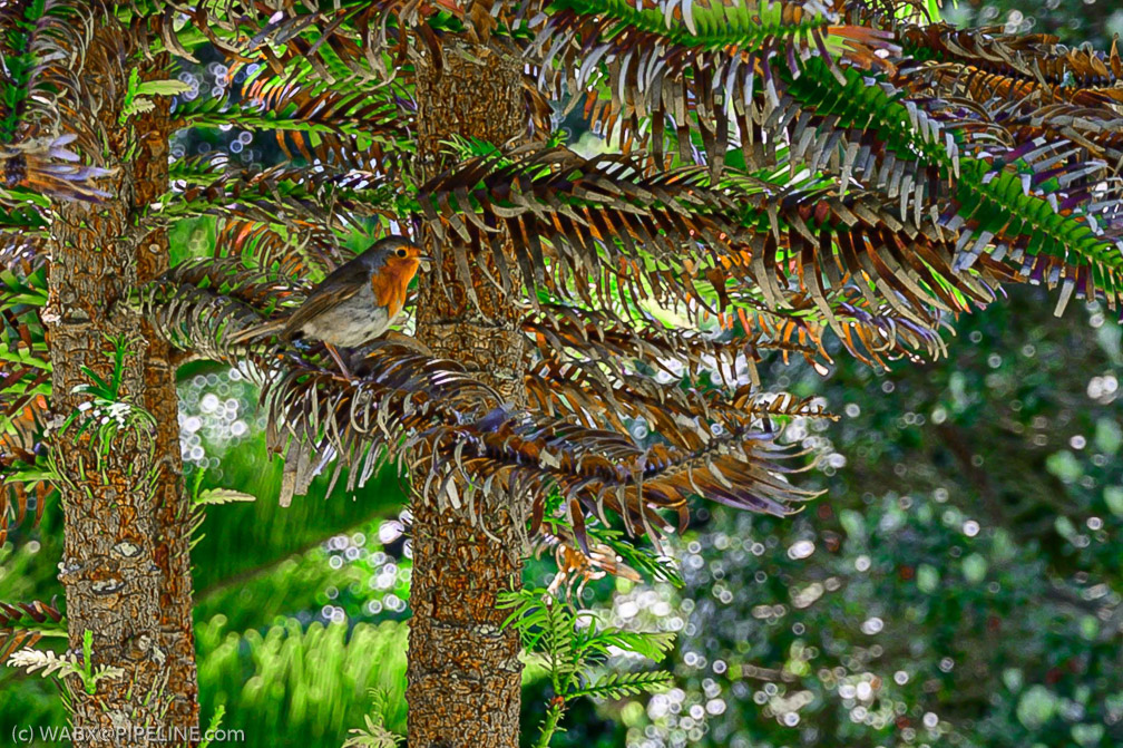 Confiding Robin    1104